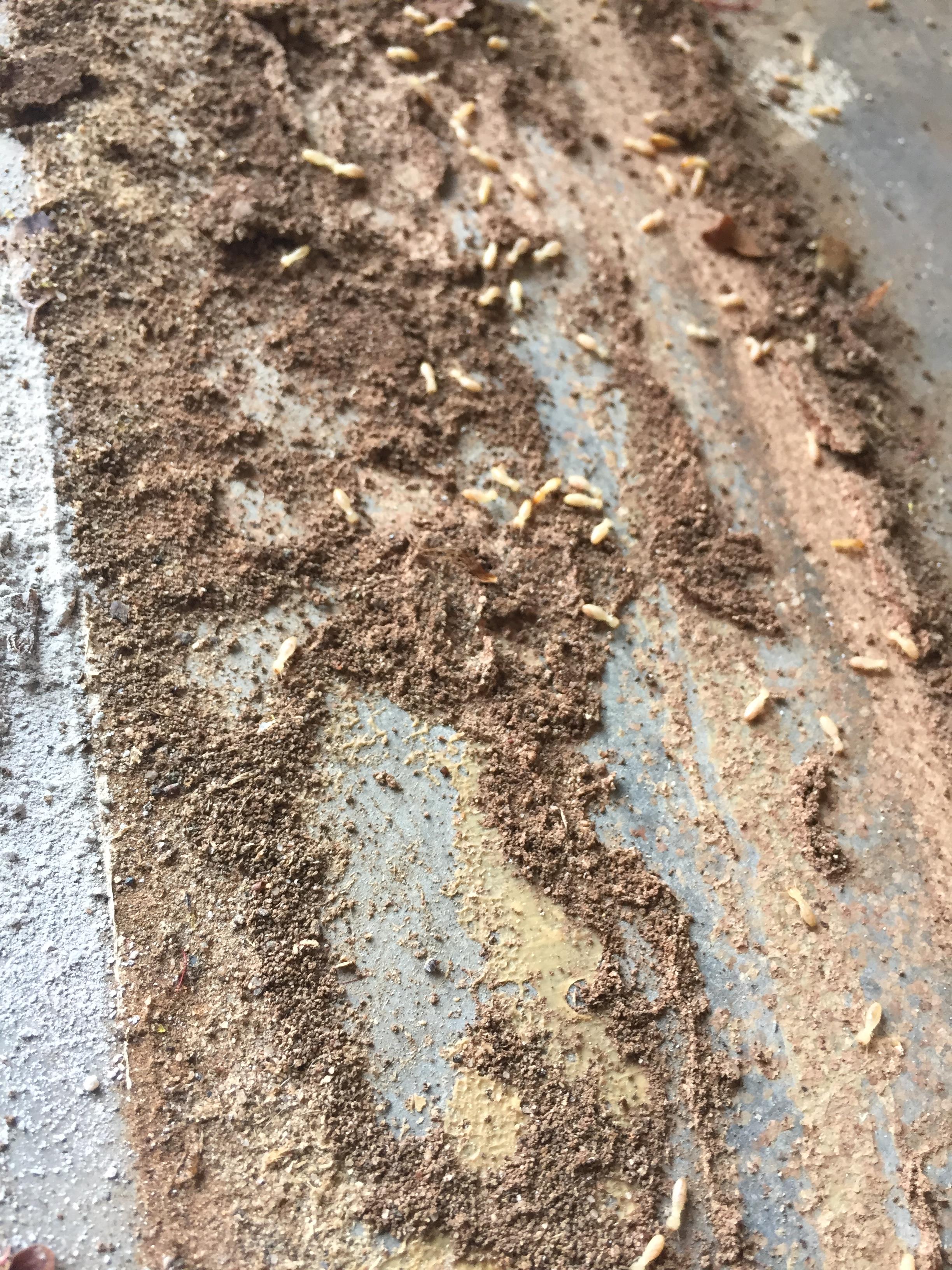 Termite Control Termite Inspection